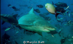 Here's looking at you babe.  Shark giving us the eye by Marylin Batt 